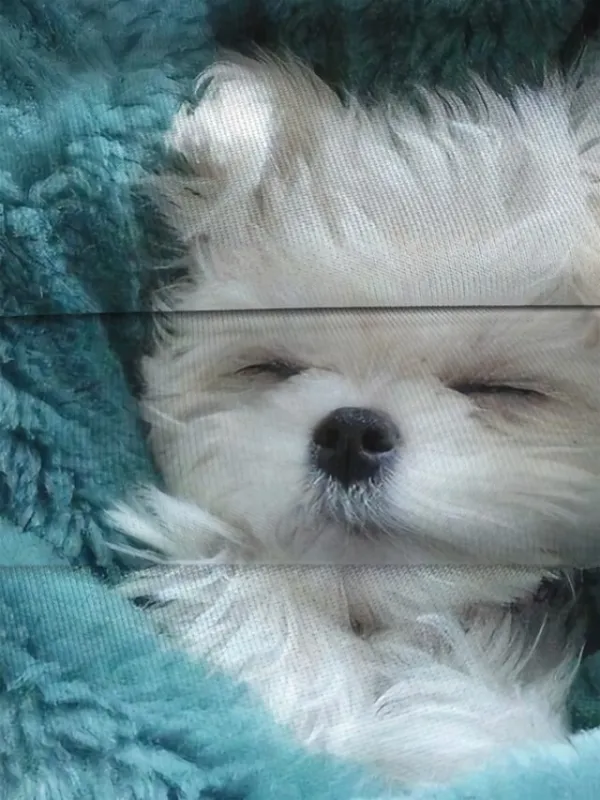 Women's Sweatshirt Pullover Spring 3D Print Basic Blue Dog Street Round Neck Plus Size Long Sleeve