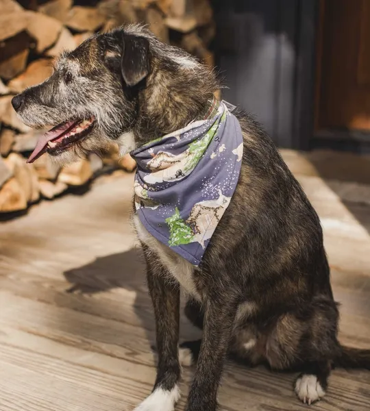 Present Delivery Organic Cotton Matching Family Pajamas